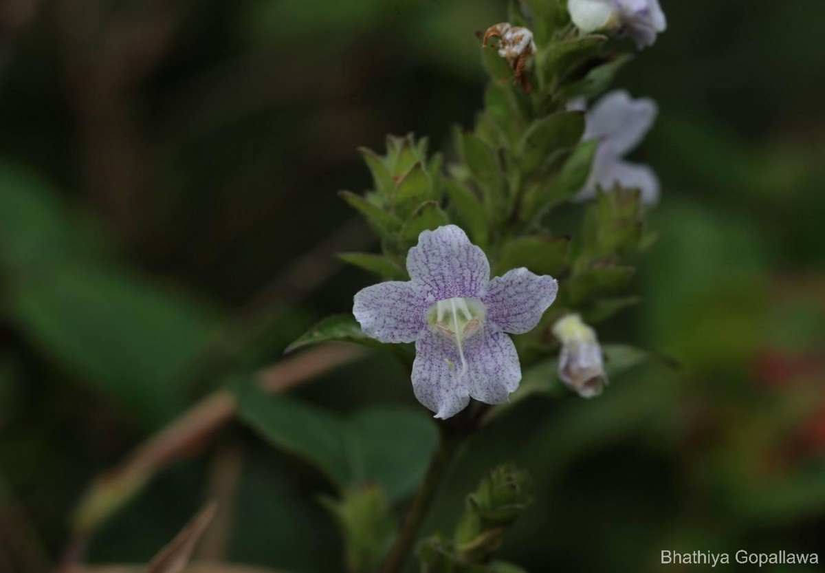 Strobilanthes rhamnifolia var. rhamnifolia (Nees) T. Anderson